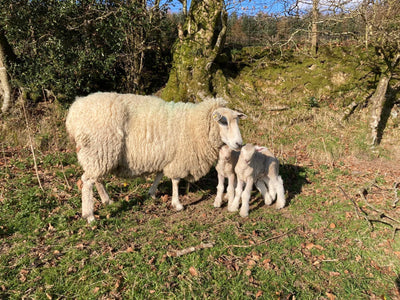 Spring Equinox & Lambing Season: A Time of Renewal on the Ériu Farm