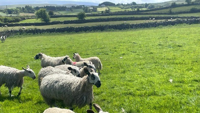 farmer tending their flock
